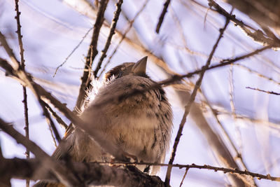 Sparrow on the tree
