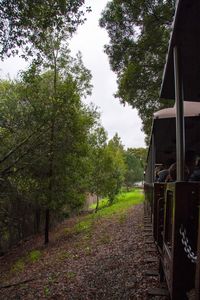 Walkway amidst trees against sky
