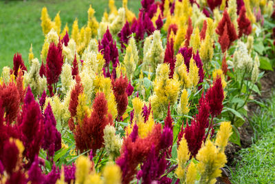 Close-up of multi colored flower plants