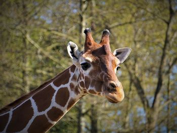 Giraffe in zoo