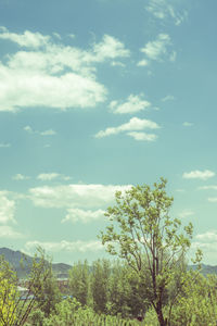 Scenic view of trees against sky