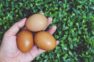 High angle view of hand holding eggs