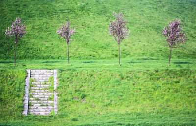 Plants growing on grassy field