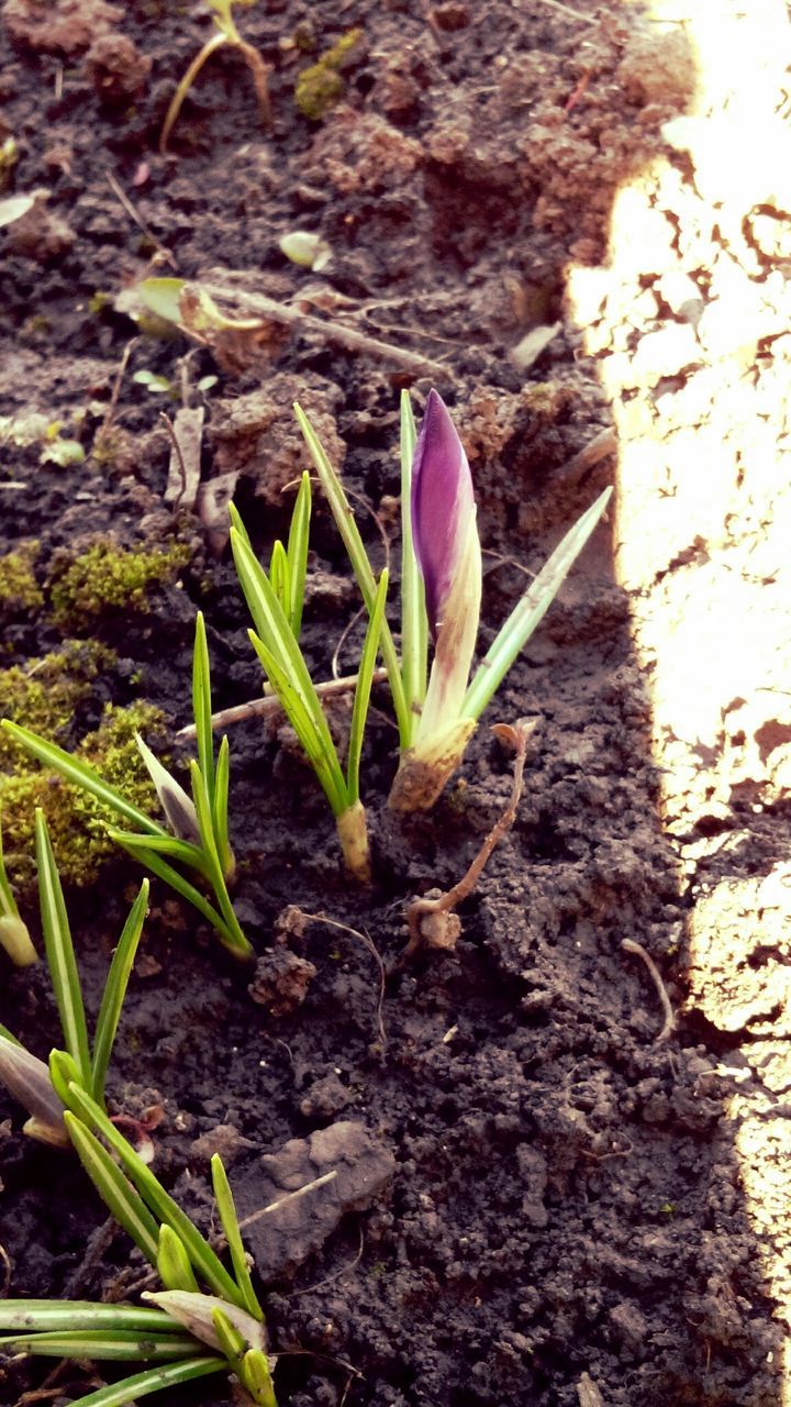 growth, plant, flower, leaf, fragility, nature, freshness, high angle view, close-up, beauty in nature, green color, growing, botany, outdoors, day, stem, focus on foreground, field, petal, no people