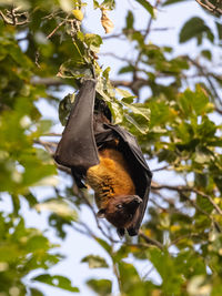 Low angle view of butterfly on tree