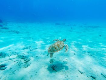 High angle view of turtle in sea