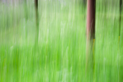 Close-up of bamboo on grass