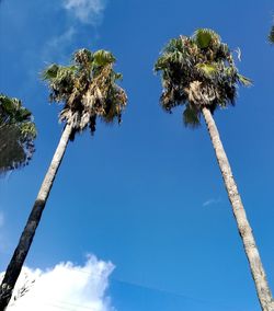 Low angle view of coconut palm tree against blue sky