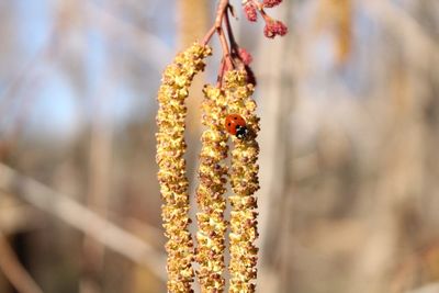 Close-up of flowering plant hanging outdoors