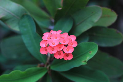 Close-up of pink flowering plant in park