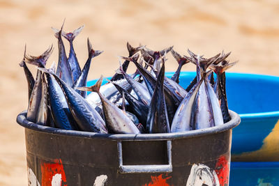 Many striking blue shimmering tunas on a market on santiago island, cape verde, africa