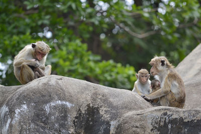 Monkey with her baby