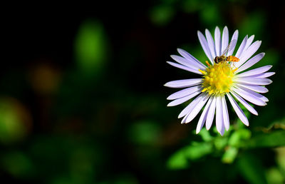 Close-up of purple daisy