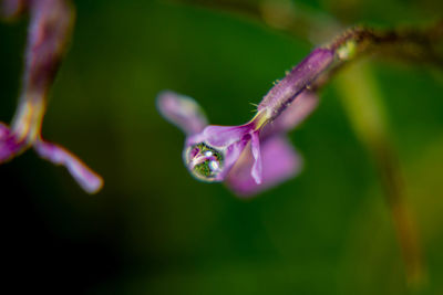 Close-up of purple flowering plant