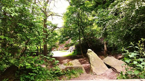 Narrow pathway along trees