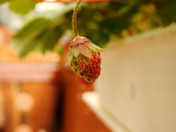 Close-up of red berries on plant