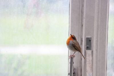 Bird perching on a fence