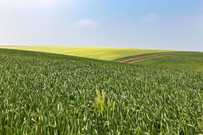 Scenic view of agricultural field against sky