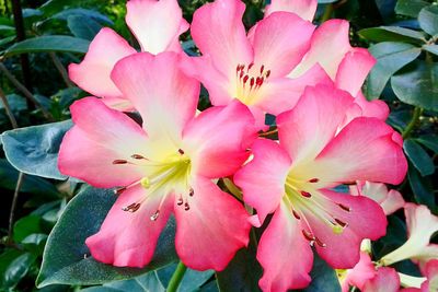 Close-up of pink flowers