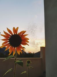 Close-up of sunflower blooming against sky during sunset