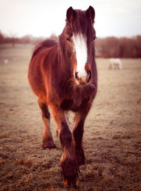 Close-up of horse standing on field