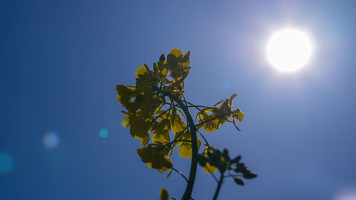 Low angle view of tree against blue sky