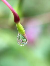 Close-up of water drop on leaf