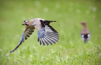 Close-up of bird flying in grass