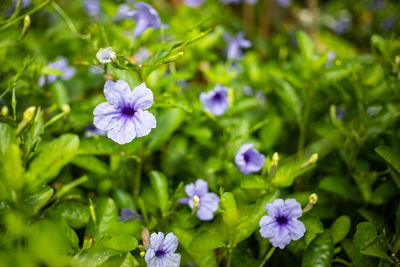 Close-up of purple flowering plant