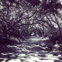 Bare trees in forest during winter