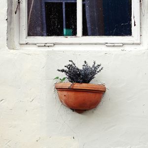 Potted plant on window sill