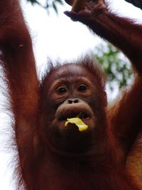 primate
