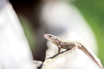 Close-up of a lizard