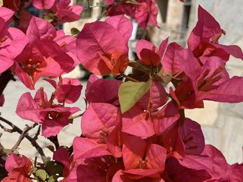 Close-up of pink bougainvillea plant