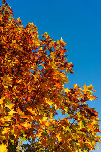 Low angle view of autumnal tree against sky