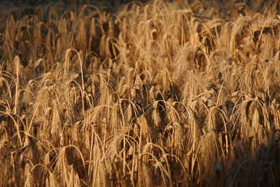 Full frame shot of wheat field