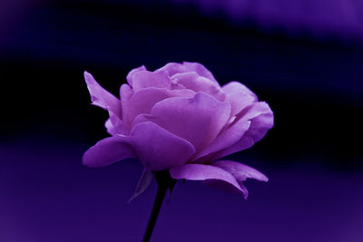 Close-up of pink flowers