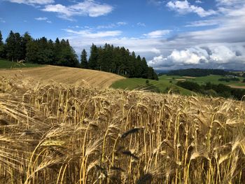 Scenic view of agricultural field against sky