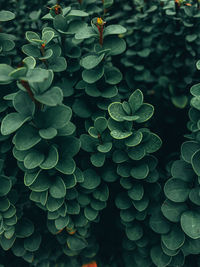 Full frame shot of succulent plant