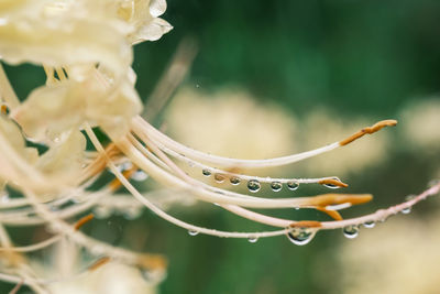 Close-up of raindrops on plant