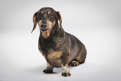 Portrait of dog sitting against white background