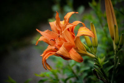 Close-up of orange lily on plant