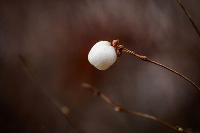 Close-up of plant