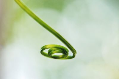 Close-up of tendril