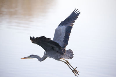  blue heron flying over a lake