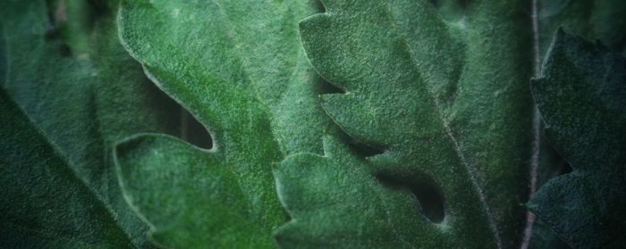 Full frame shot of green leaves