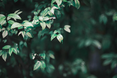 Close-up of fresh green leaves