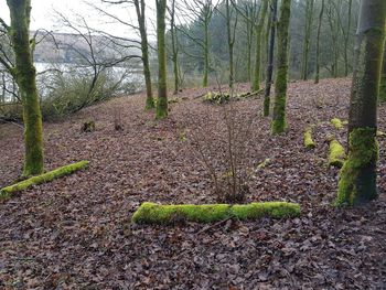 Plants growing on land in forest