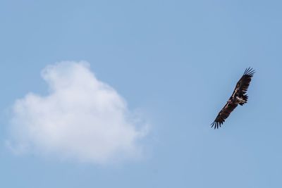 Low angle view of eagle flying in sky