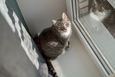 High angle portrait of a cat